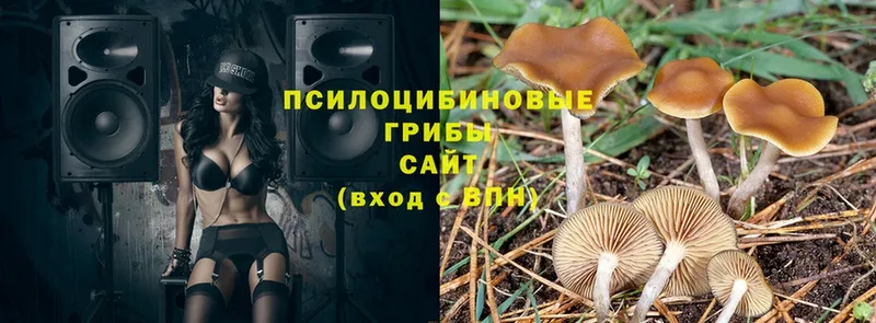 Псилоцибиновые грибы Psilocybe  наркота  Билибино 